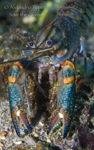 Langostino de Rio, Las Estacas Mexico by Alejandro Topete 